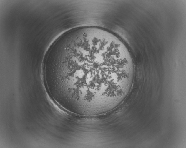 X0000073981468200609111755