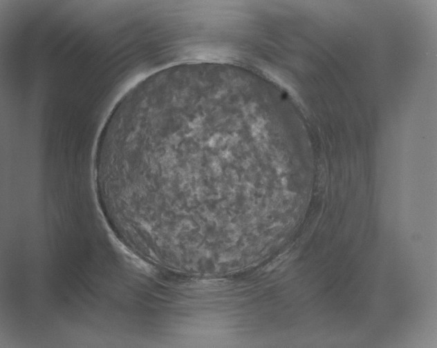 X0000073981471200609111755