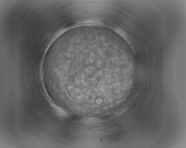 X0000073981474200609111755