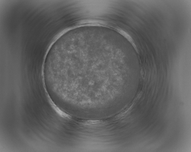 X0000073981482200609111755