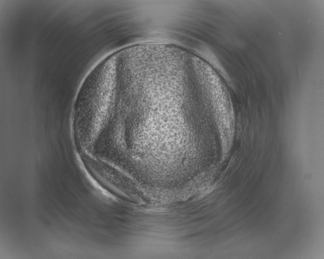 X0000073981484200609111755