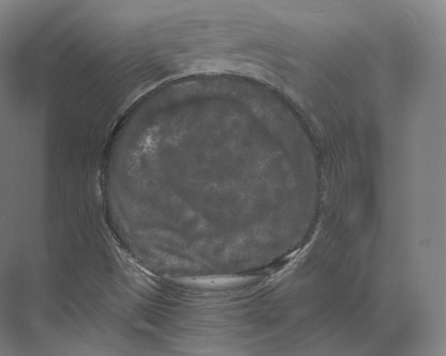 X0000073981497200609111754