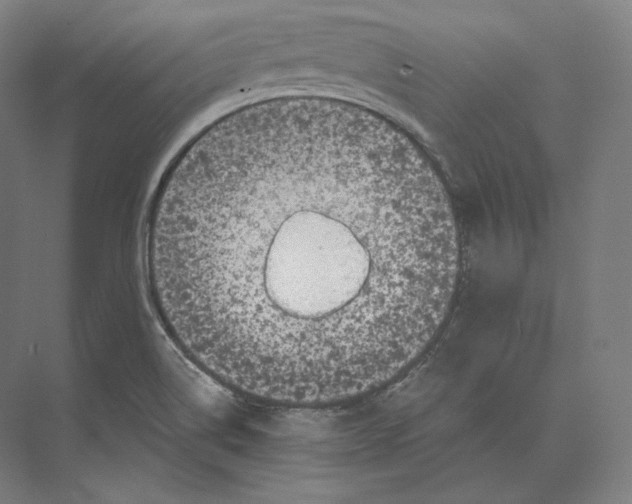 X0000073981514200609111754