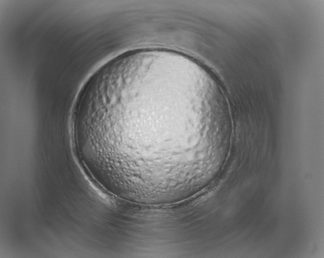 X0000073981517200609111754