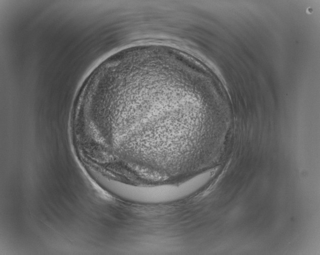 X0000073981533200609111755