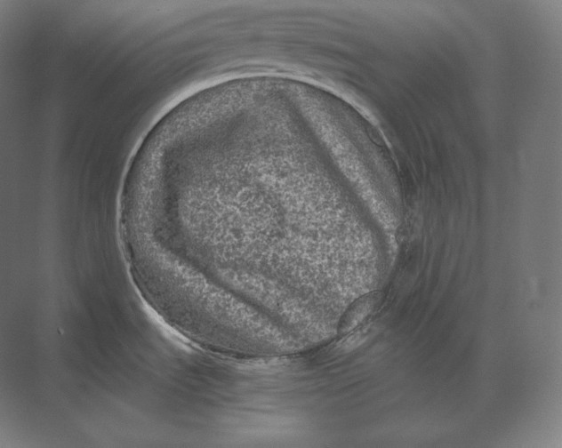 X0000073981535200609111755