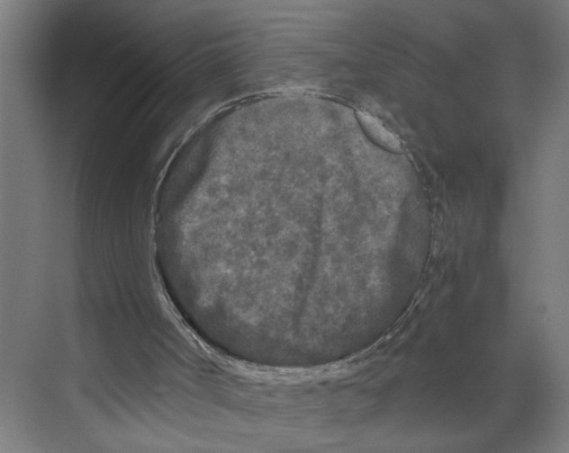 X0000073980002200609181728