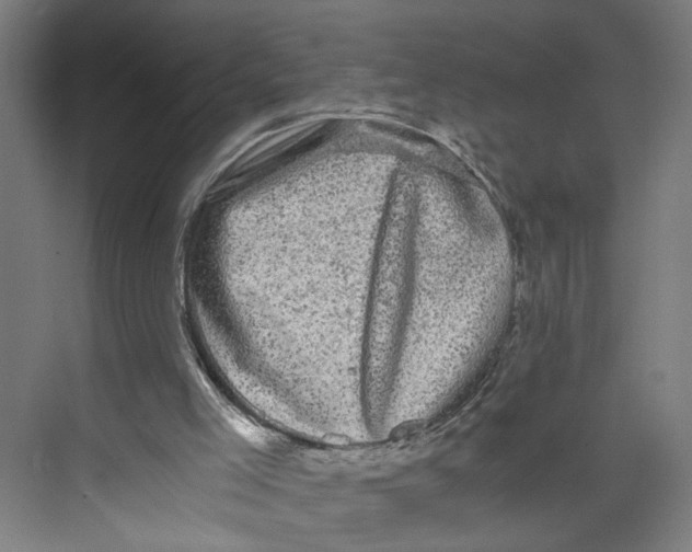 X0000073980005200609181728