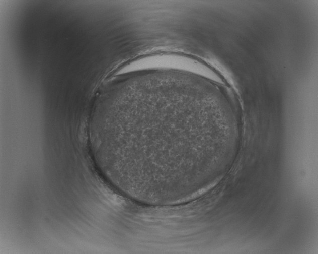 X0000073980009200609181728