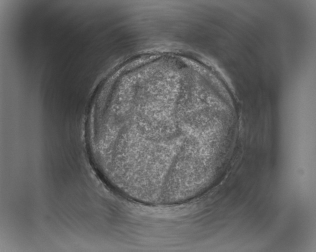 X0000073980010200609181728