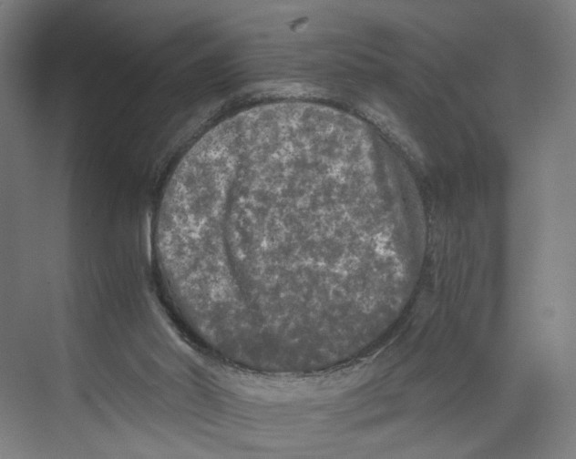 X0000073980014200609181728