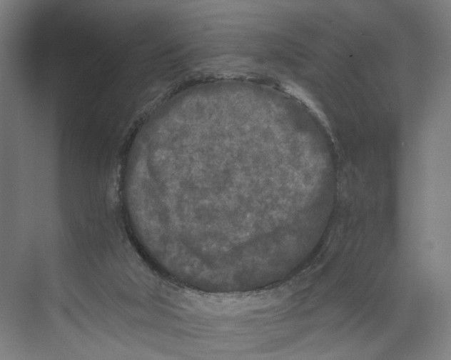 X0000073980018200609181728