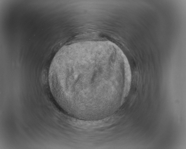 X0000073980043200609181728