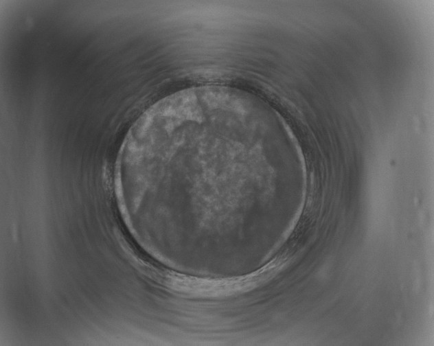 X0000073980048200609181728