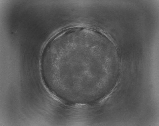 X0000073980055200609181727