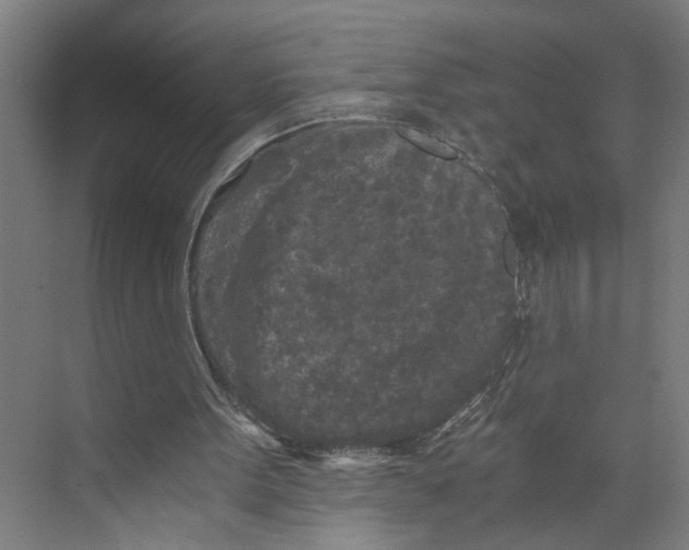 X0000073980099200609181727