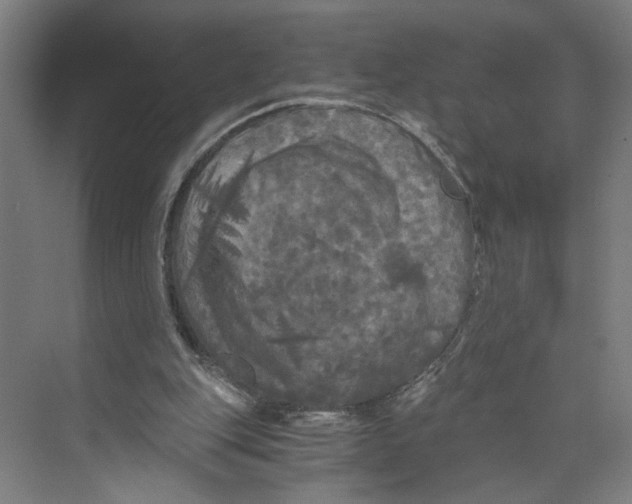 X0000073980151200609181725