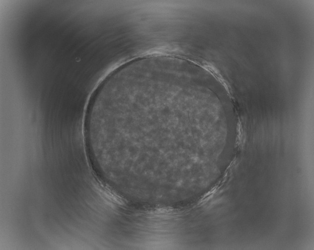 X0000073980196200609181725