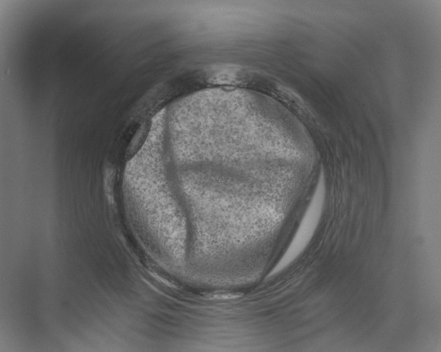 X0000073980217200609181725