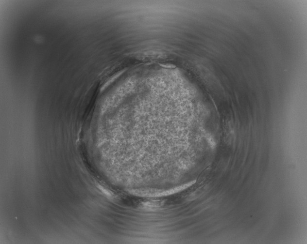 X0000073980232200609181724