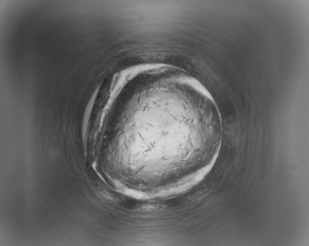 X0000073980323200609181723