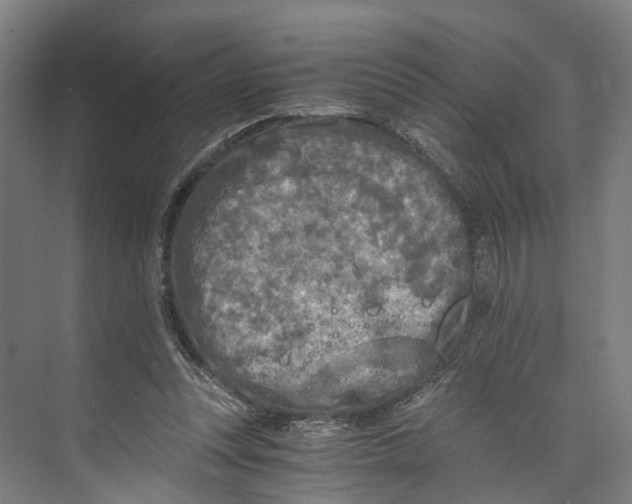 X0000073980351200609181722