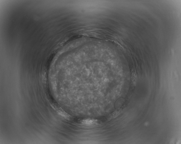 X0000073980375200609181723