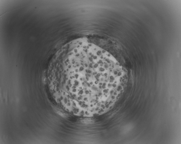 X0000073980383200609181723