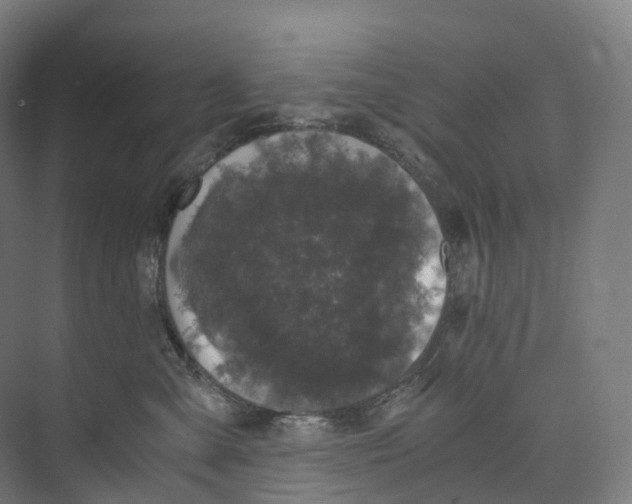 X0000073980427200609181721