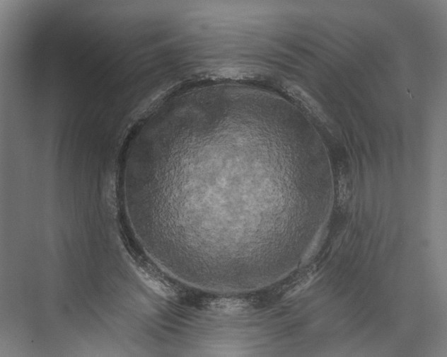 X0000073980444200609181720