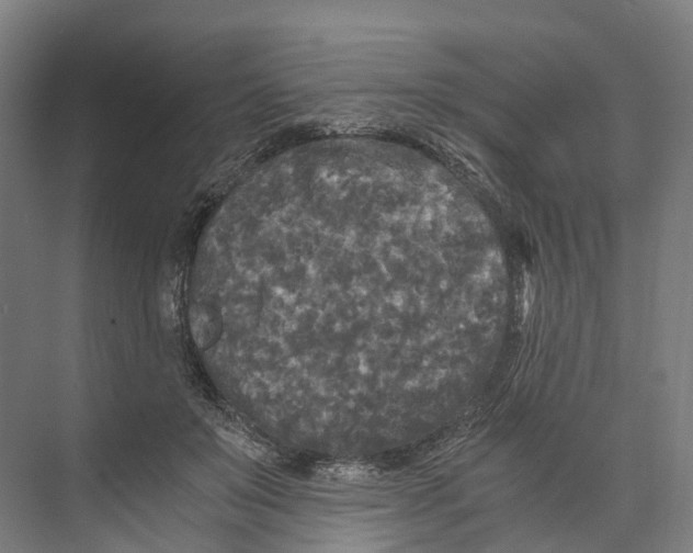 X0000073980503200609181720