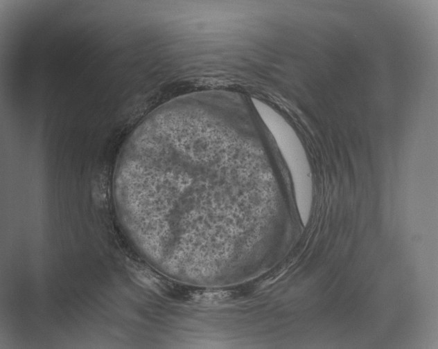 X0000073980517200609181720