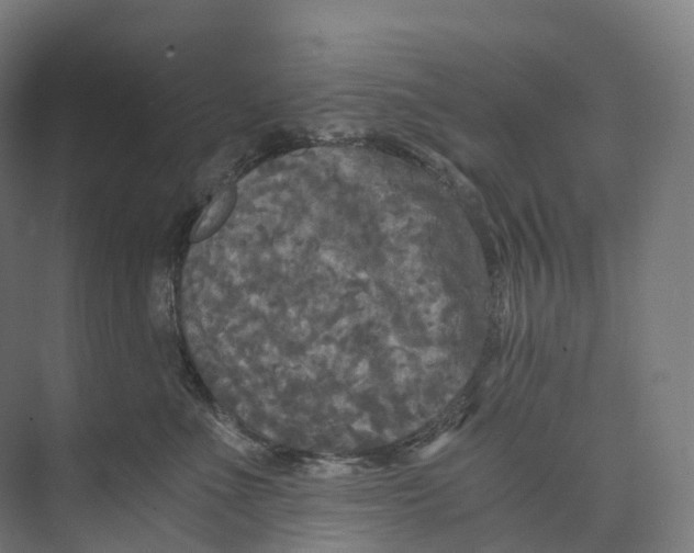 X0000073980523200609181720