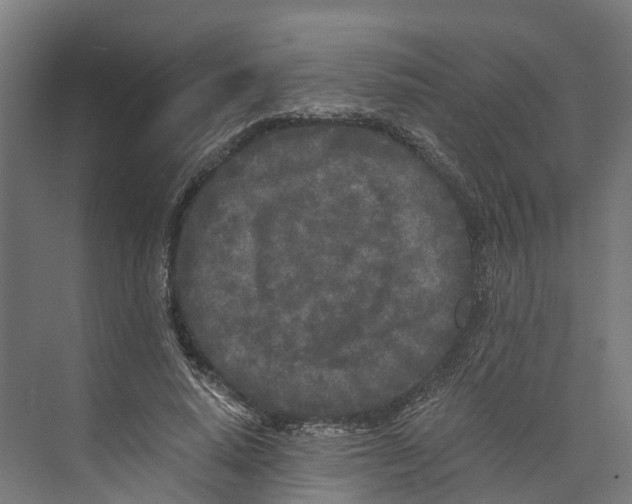 X0000073980640200609181717