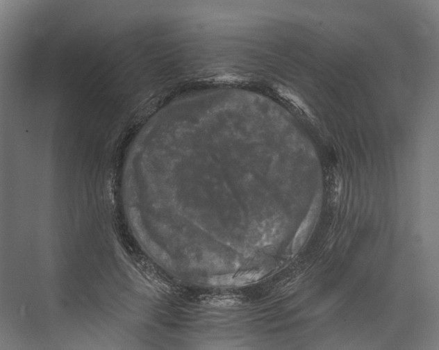 X0000073980643200609181717