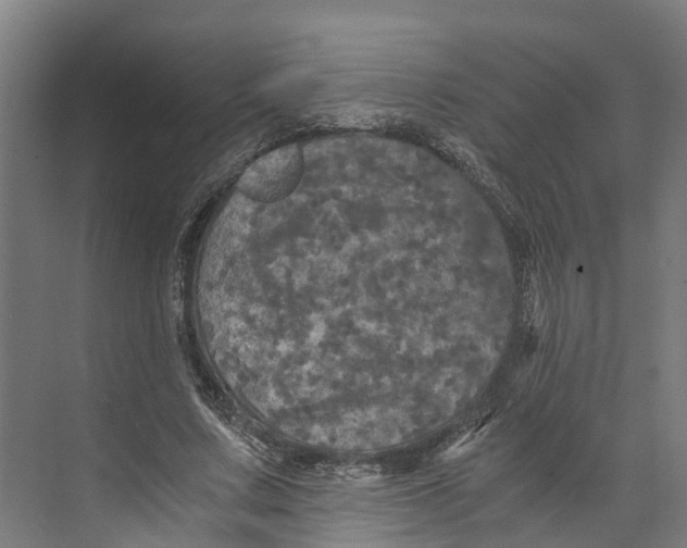 X0000073980683200609181717