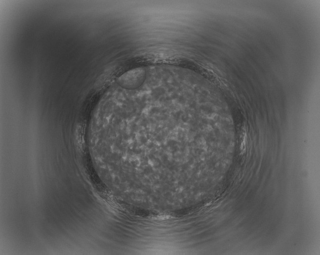 X0000073980695200609181717