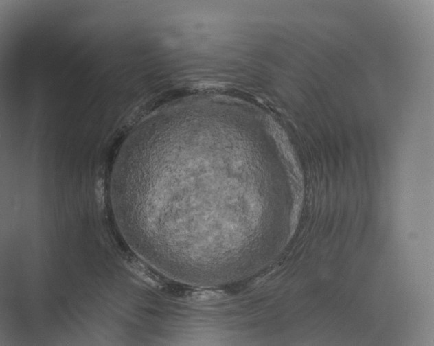 X0000073980716200609181716