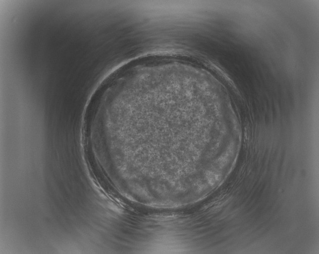 X0000073980724200609181715