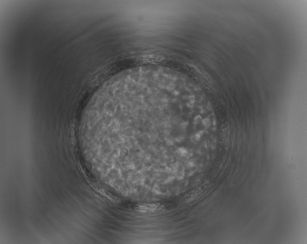 X0000073980757200609181716