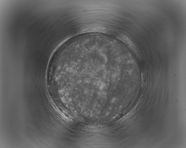 X0000073980780200609181715