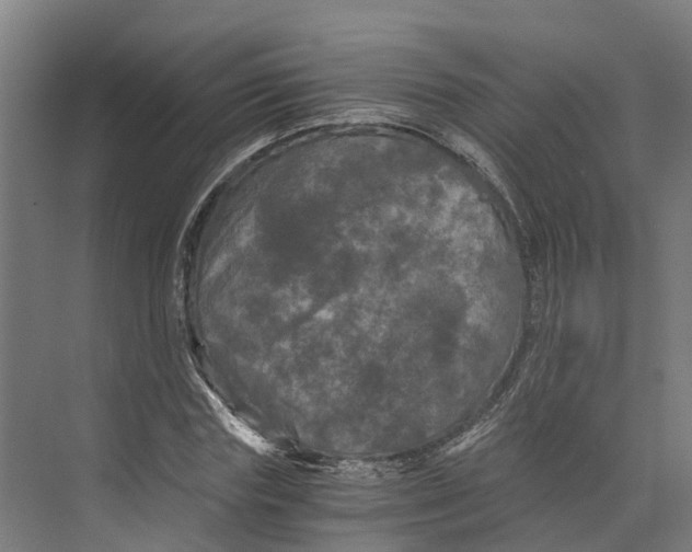 X0000073980827200609181714