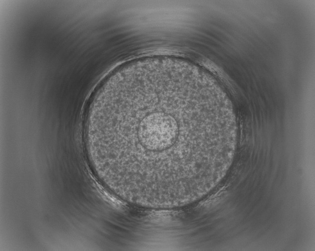 X0000073980828200609181714