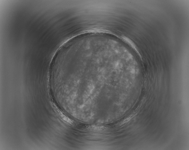 X0000073980831200609181714