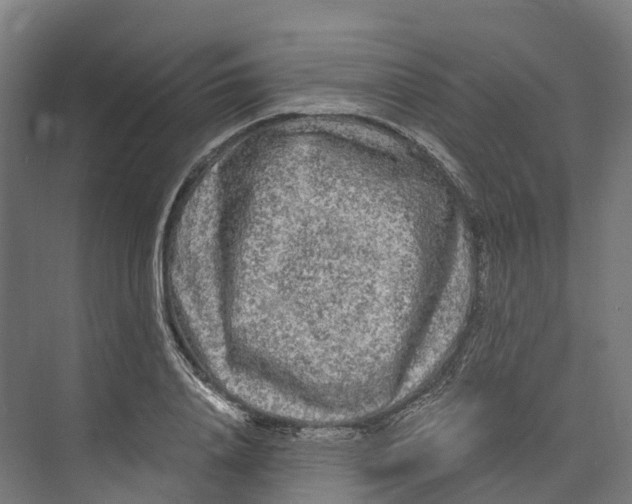 X0000073980840200609181714