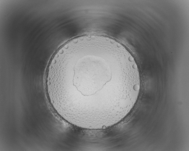 X0000073980856200609181714