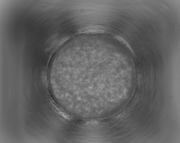 X0000073980882200609181714