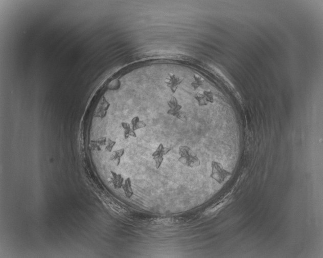 X0000073980883200609181713