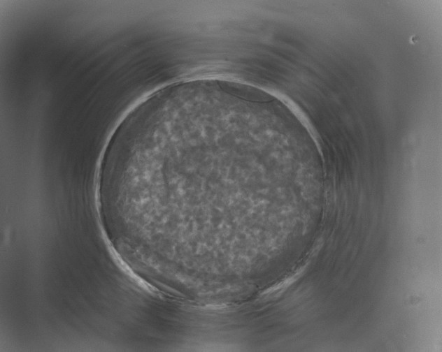 X0000073980957200609181713