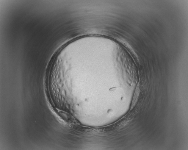 X0000073980991200609181712